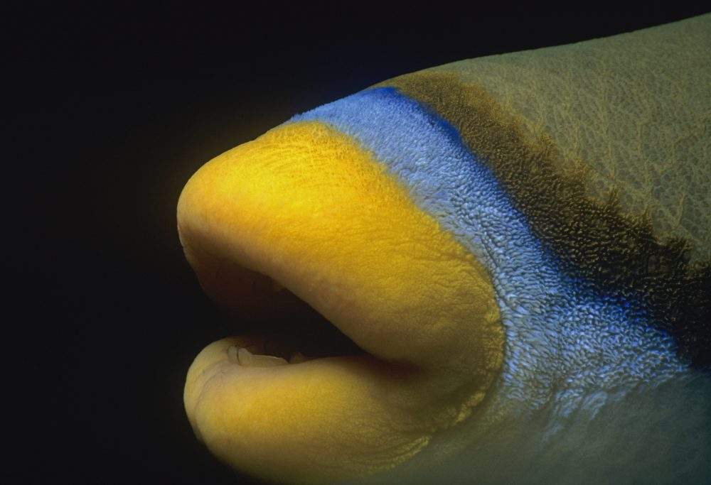 The mouth of a Picasso triggerfish (Rhinecanthus assasi) is shown in the Red Sea of Egypt.