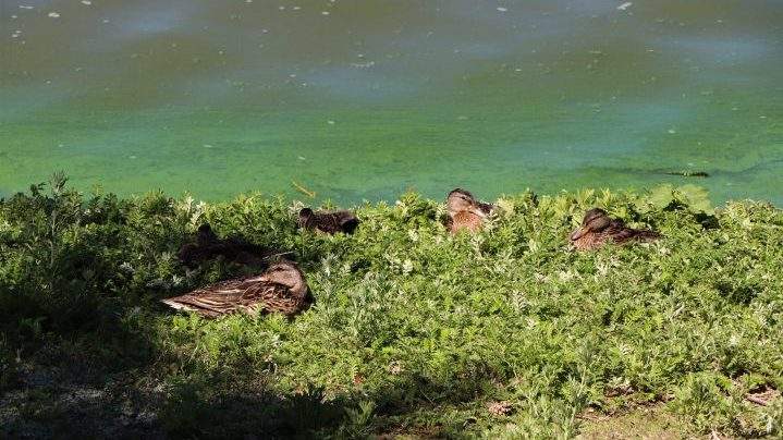 Ecologist Sarah Romuld says there are more duck species being spotted around Wascana Lake due to increased aquatic vegetation.