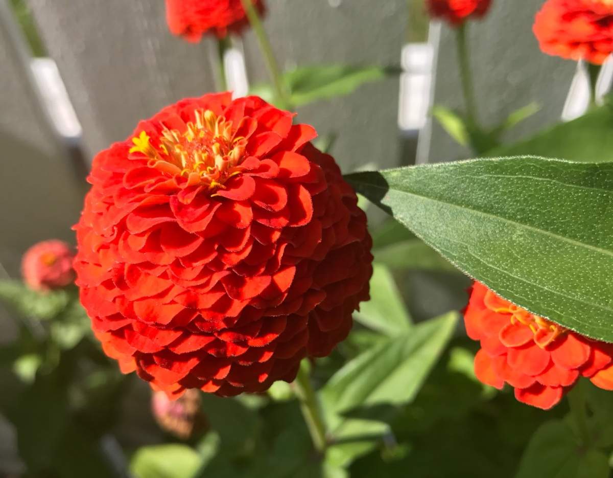 These zinnias are in high-demand among plant-pilferers from a Winnipeg yard.