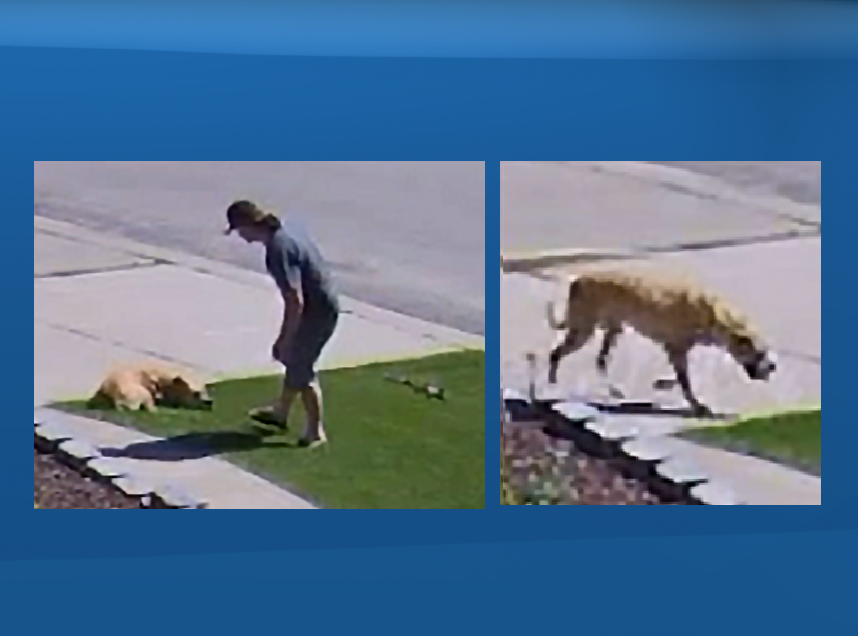 Edmonton police are hoping to identify this man and dog seen in west Edmonton on Aug. 5, 2020.