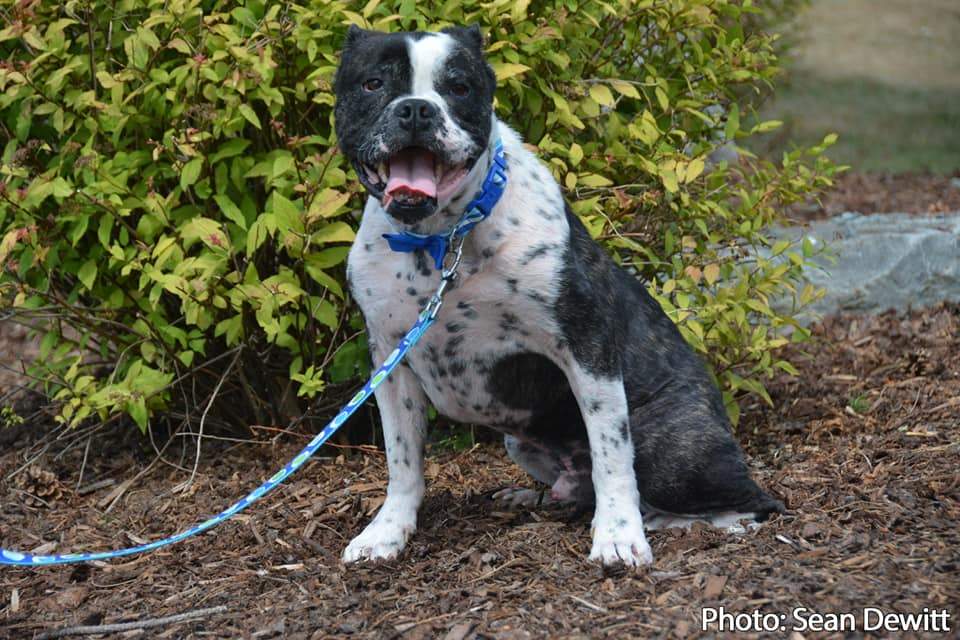 A recent photo of a happy and healthy Bilbo Waggins. 