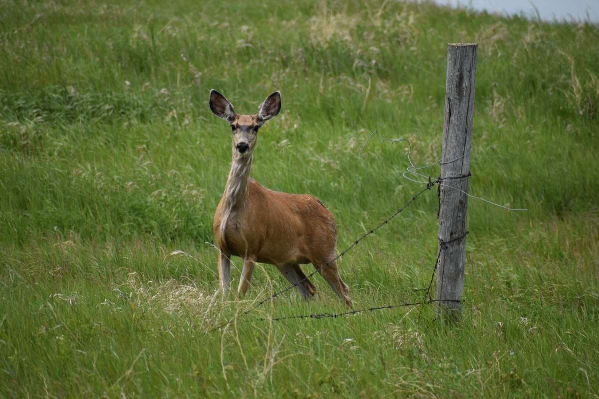 The Saskatchewan government's chronic wasting disease (CWD) surveillance program detected 528 positive cases last hunting season.