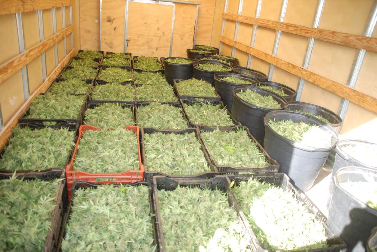 Nineteen people face charges after OPP seize cannabis plants in Hastings in the Municipality of Trent Hills.