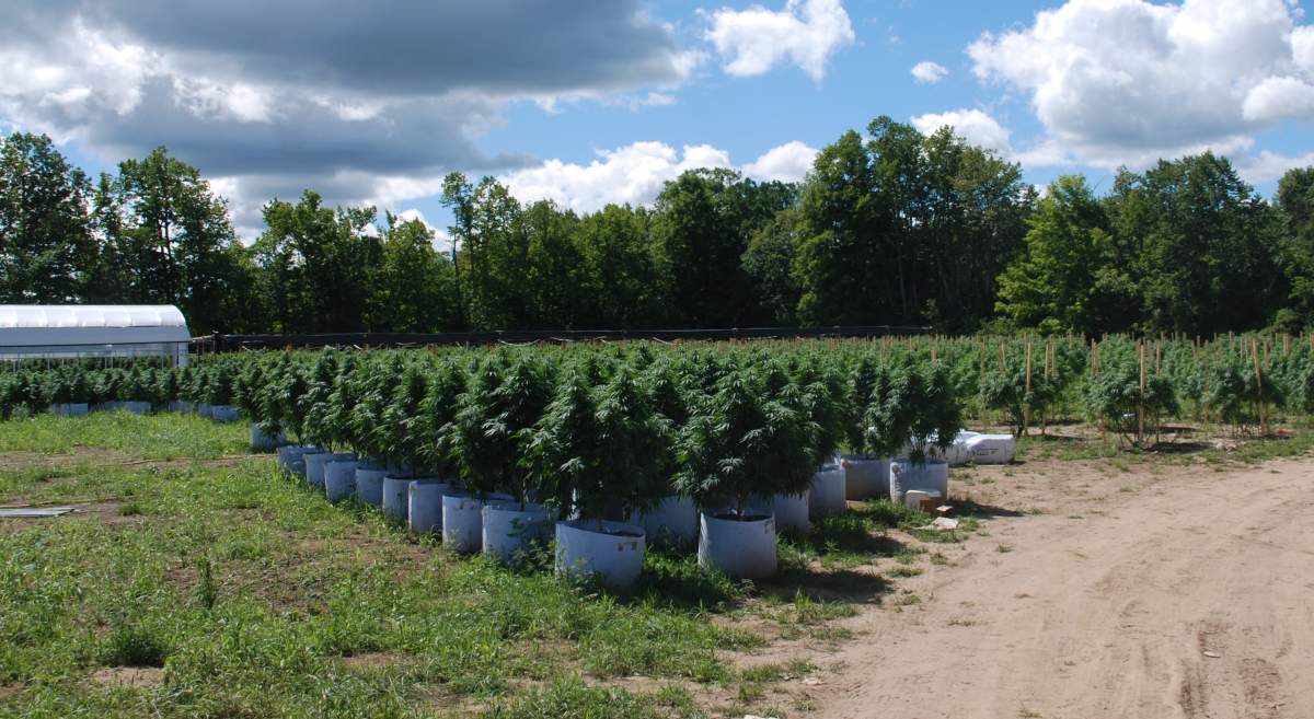 Nineteen people face charges after OPP seize cannabis plants in Hastings in the Municipality of Trent Hills.
