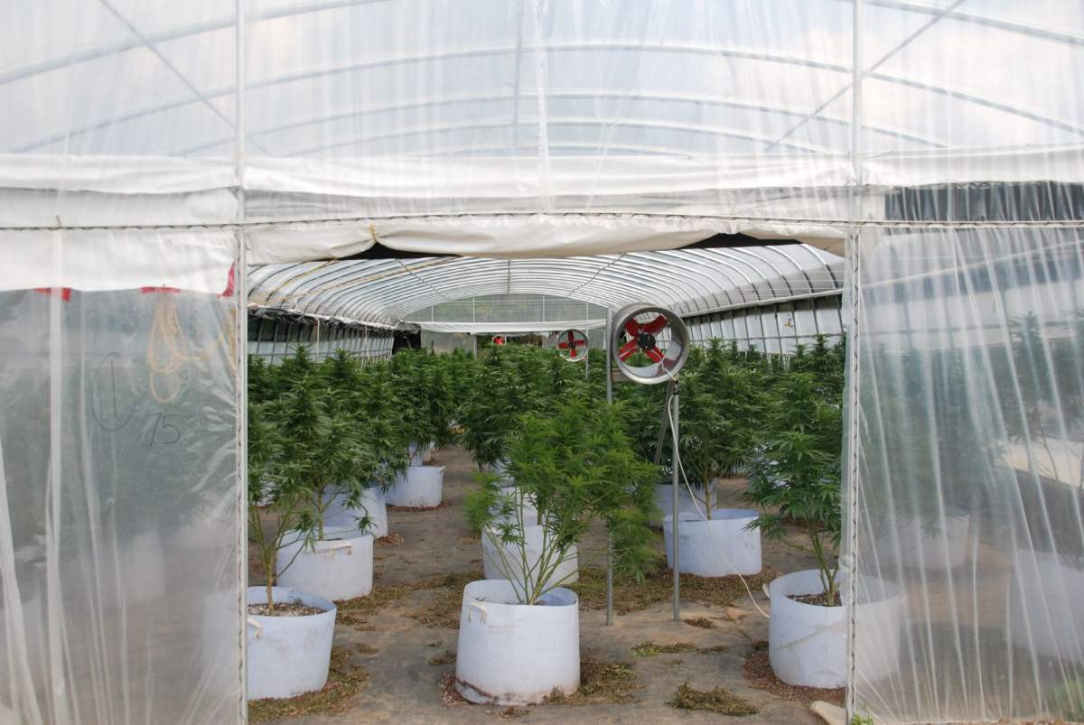 Nineteen people face charges after OPP seize cannabis plants in Hastings in the Municipality of Trent Hills.