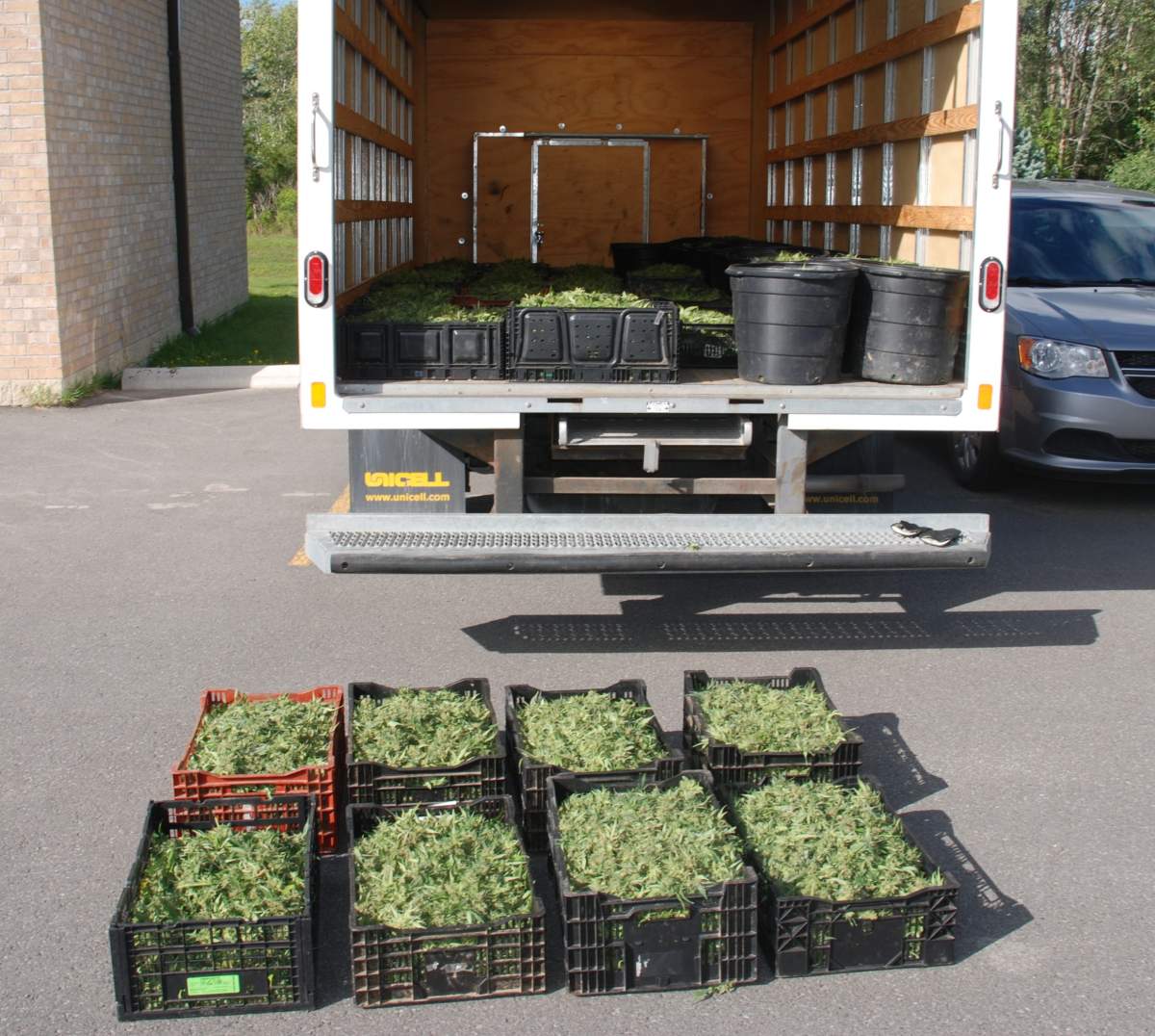 19 arrested after nearly 1,900 pot plants seized in Trent Hills: Northumberland OPP - image