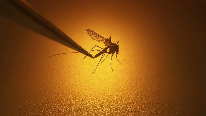 File photo of a mosquito being examined.