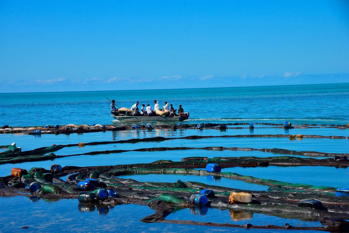 Volunteers take part in the clean up operation in Mahebourg, Mauritius, Wednesday Aug. 12, 2020, surrounding the oil spill from the MV Wakashio, a bulk carrier ship that recently ran aground off the southeast coast of Mauritius.