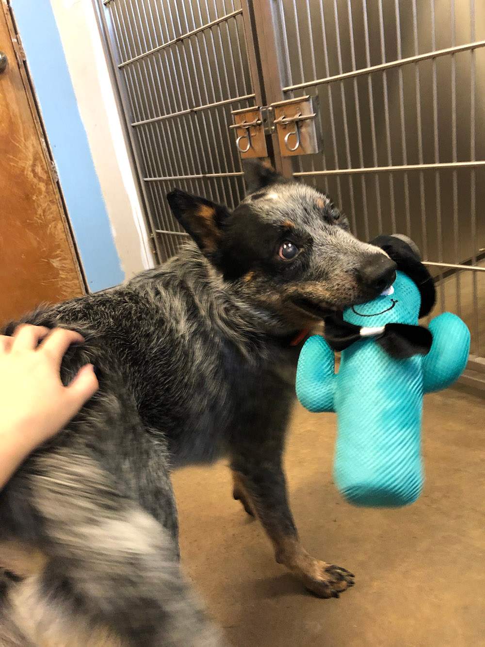 One-year-old Duke, who recently had both of his eyes removed, is in need of adoption, according to the Napanee OSPCA.