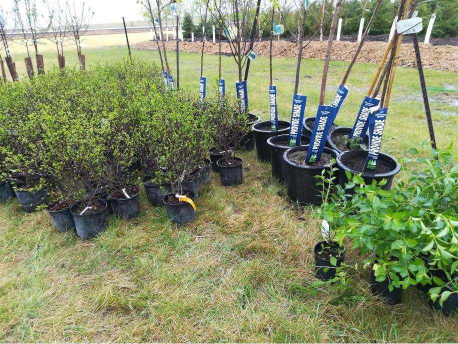 The program has Pagoda Dogwood, Amur Cherry Ming, Hackberry and Basswood available this year.