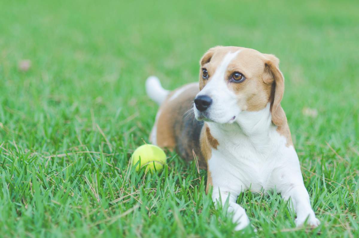 Chilliwack dog owners are being warned of a potentially toxic substance in several popular walking areas.