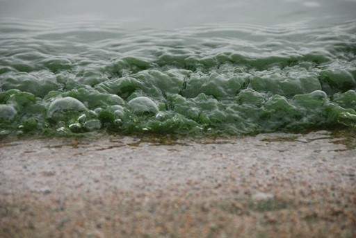 An example of what blue-green algae formations can look like.