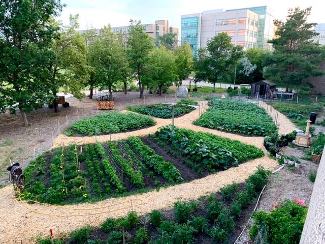The 5,400 square foot vegetable garden at the University of Regina donates 1500 to 2000 pounds of food to those need every year.