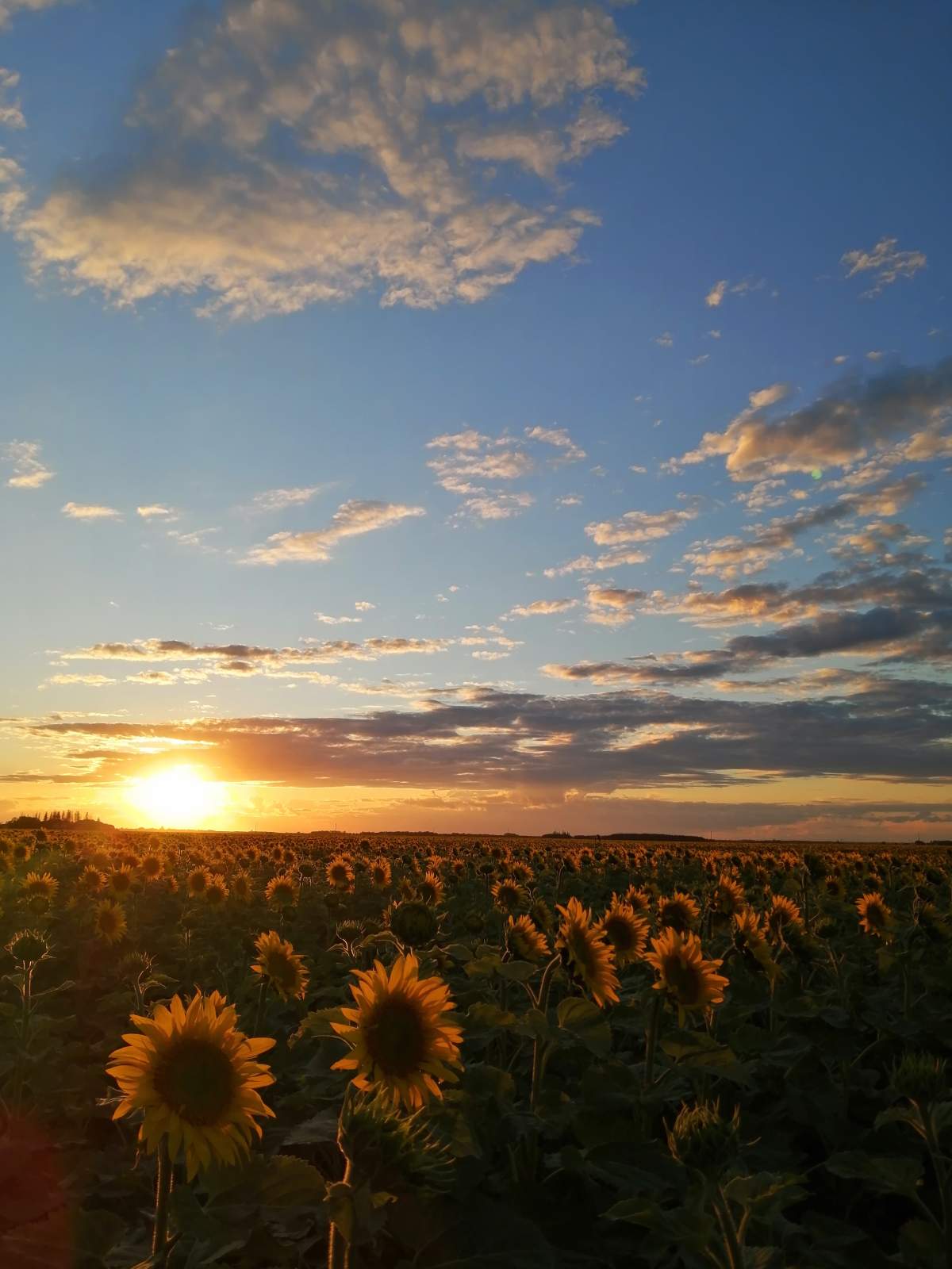 A field in Dugald, Manitoba.