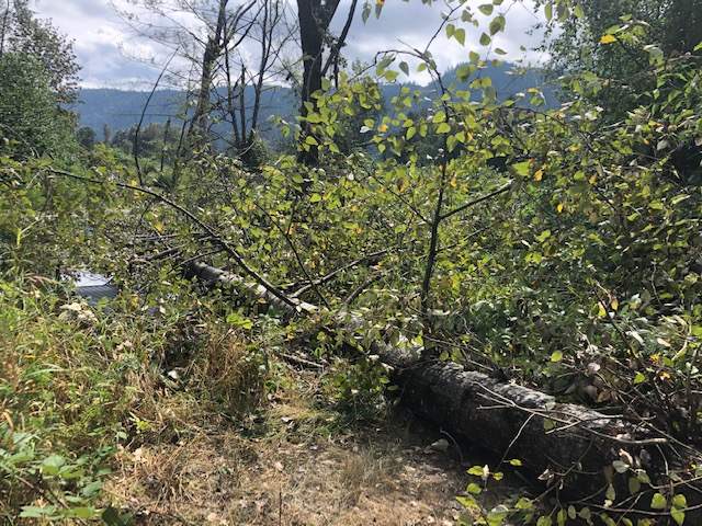 The child was walking with a group along the Kingfisher Trail when the tree fell. 