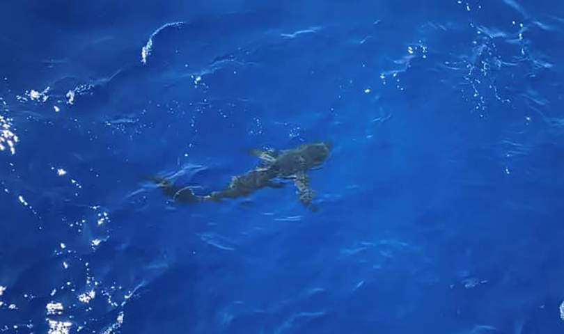 A shark said to be about 6-8 feet long is shown near the U.S. Coast Guard Cutter Kimball in this image posted to Facebook on Aug. 26, 2020.
