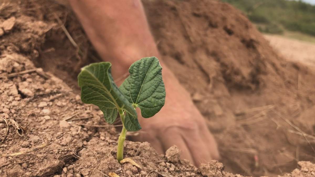 Hot, dry Maritime summer impacts region’s farmers - image