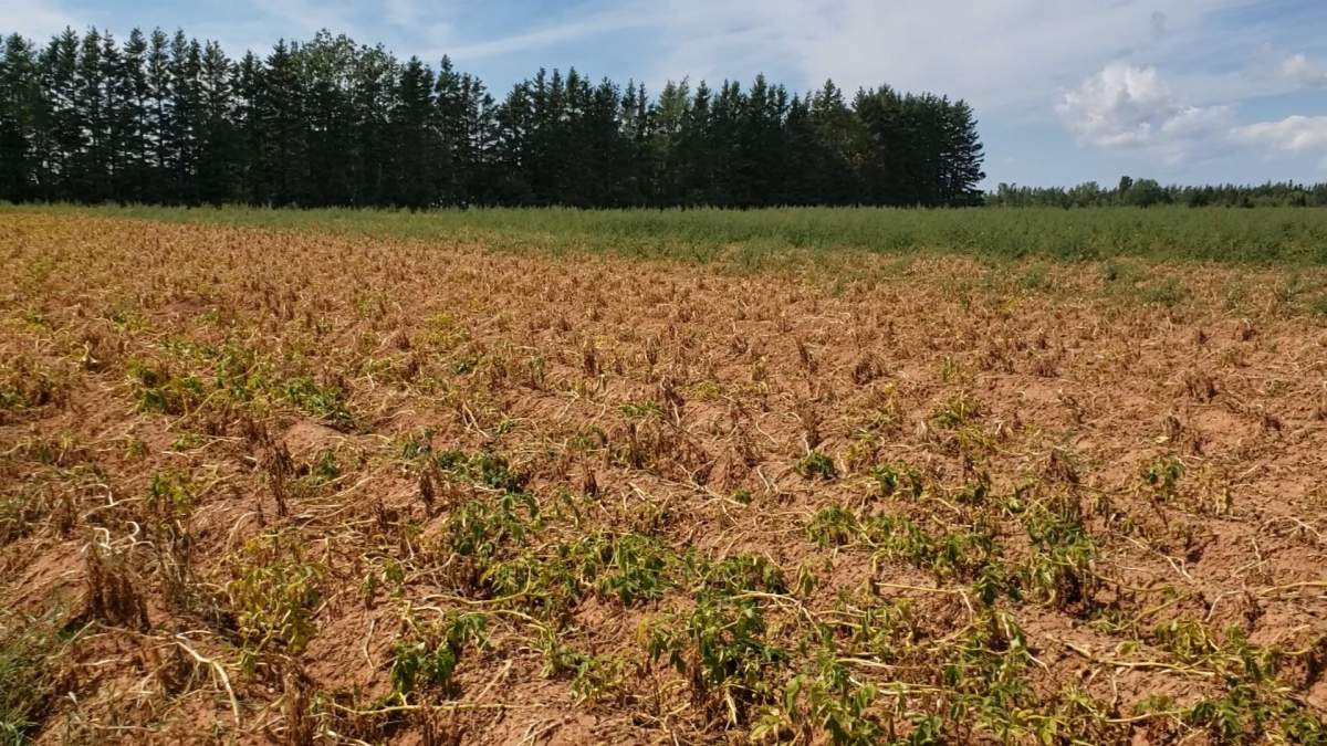 Morden declares extreme drought conditions - image
