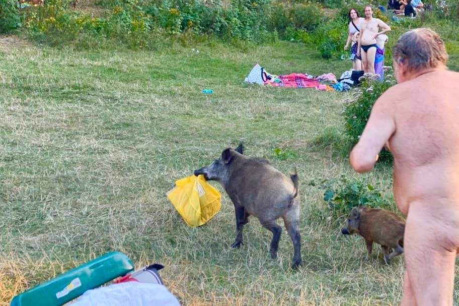 A man chases a wild boar at a park in Berlin, Germany, on Aug. 5, 2020.