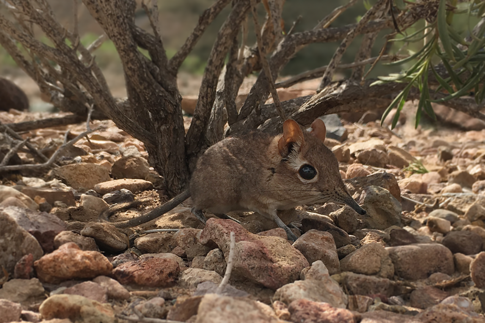 A Somali sengi (elephant shrew) is shown in Djibouti in 2019.