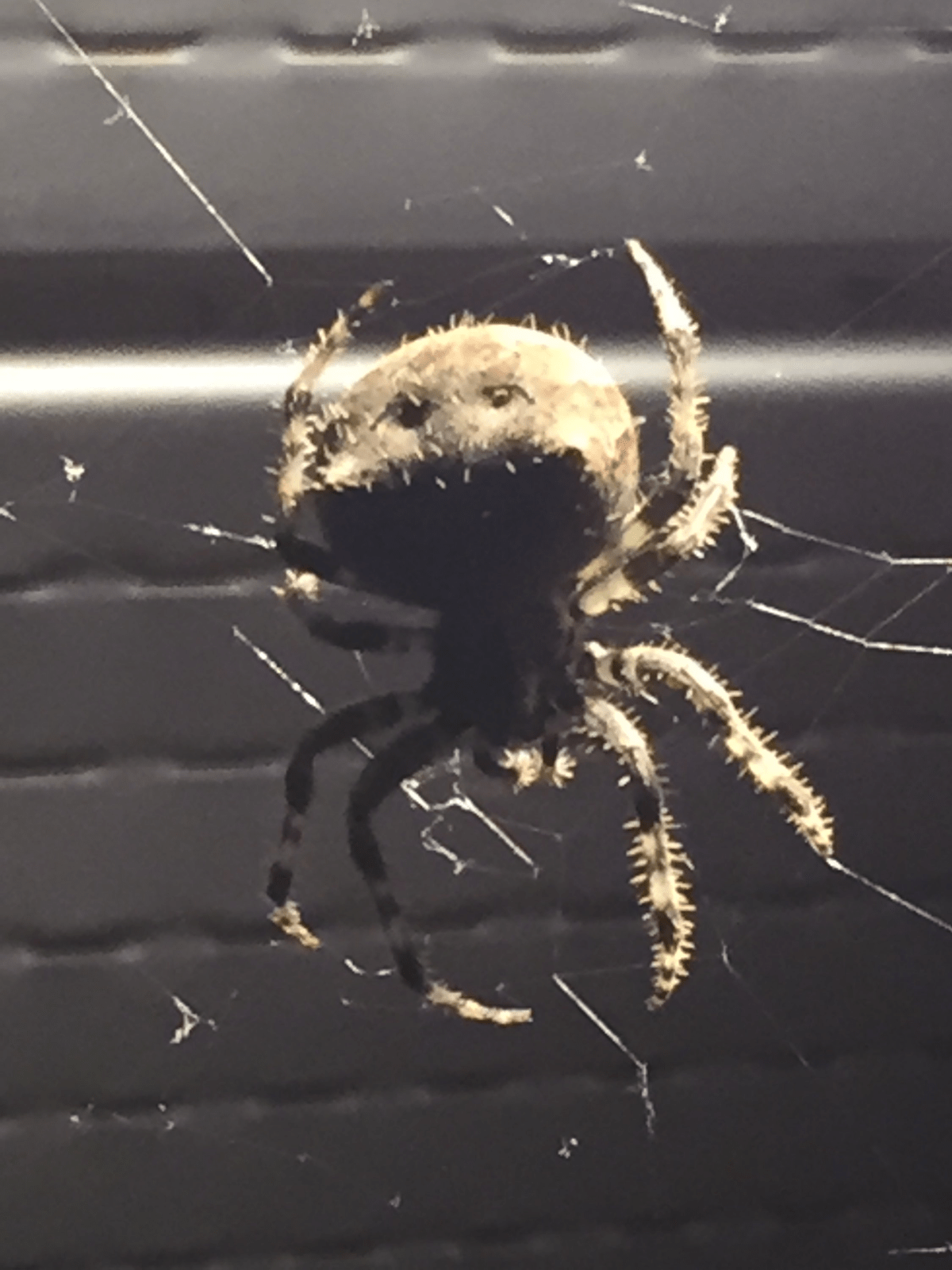 A Winnipeg entomologist says we may be noticing more spiders this summer due to more people staying at home during the pandemic.