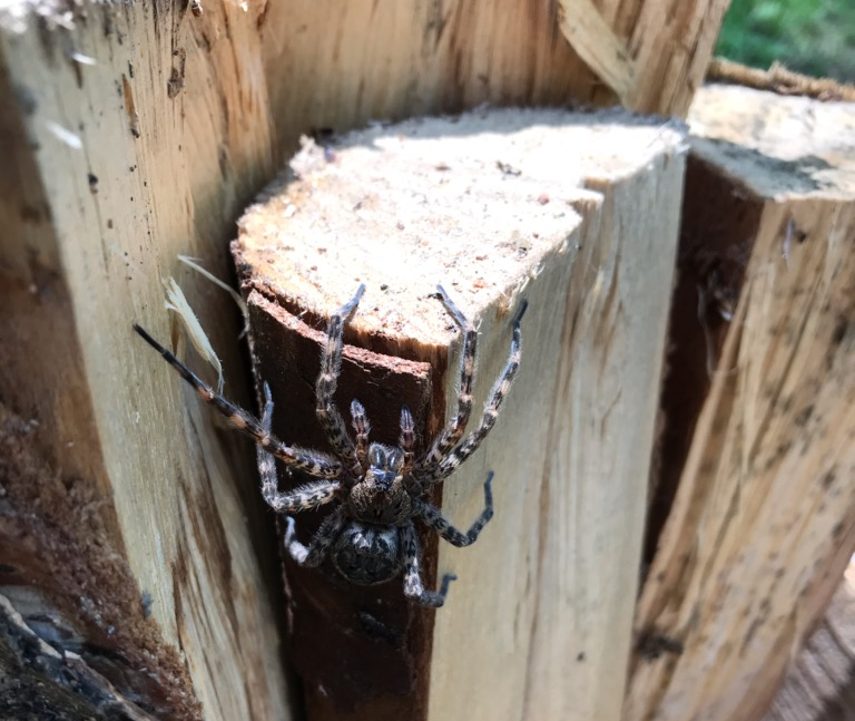 A spider in the Falcon Lake area.