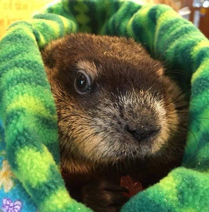 Groundhog Day prognosticator Winnipeg Wyn has died.