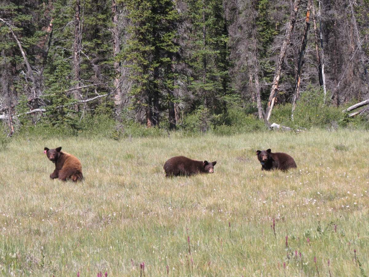 Three orphaned black bears were released back into the Banff backcountry July 17, 2018.