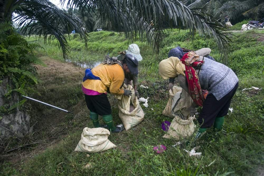 Women fill sacks with fertilizer to be spread in a palm oil plantation in Sumatra, Indonesia, Nov. 14, 2017. Many large suppliers have pledged to root out labor abuses after pressure from buyers who have denounced it. But some workers said they are told to hide or are coached on what to say during auditors’ scheduled visits to plantations, where only the best conditions are often showcased to gain sustainability certification.