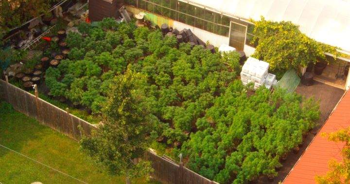 Police say a Cannabis Act warrant was executed on Wednesday and that officers seized 235 cannabis plants that were about five to seven feet in height.