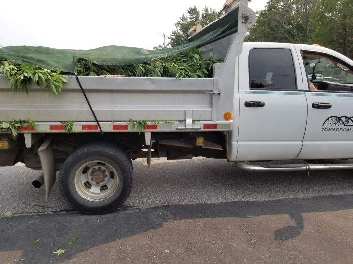 Officers say the plants were seized to be destroyed.