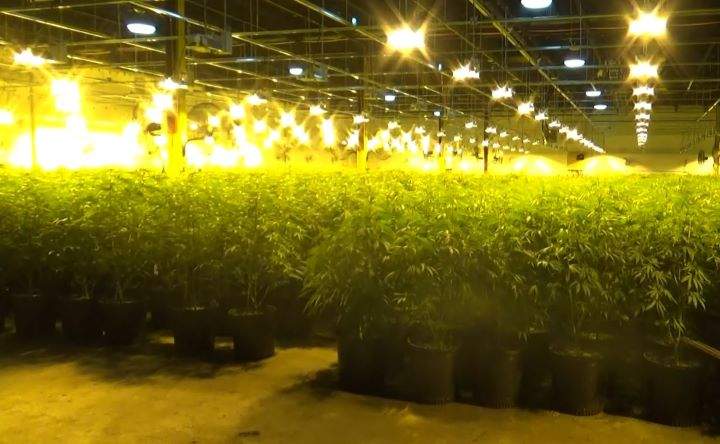 Officers found what they say appeared to be a "professional, high quality" operation that was growing thousands of cannabis plants.