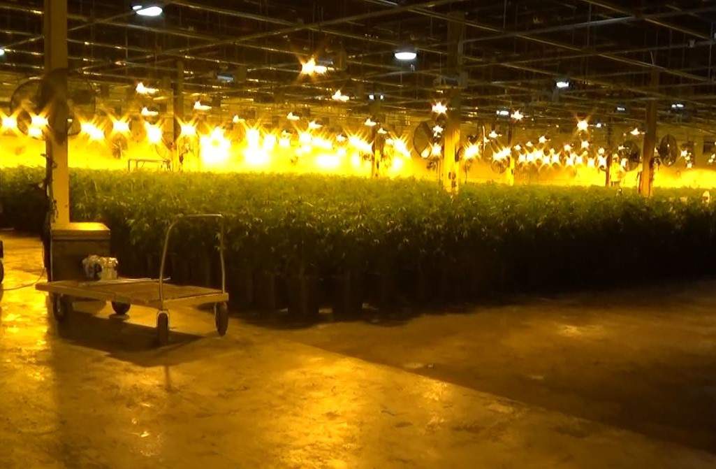 OPP seize, destroy more than 10,000 illegal cannabis plants in Midland, Ont. - image