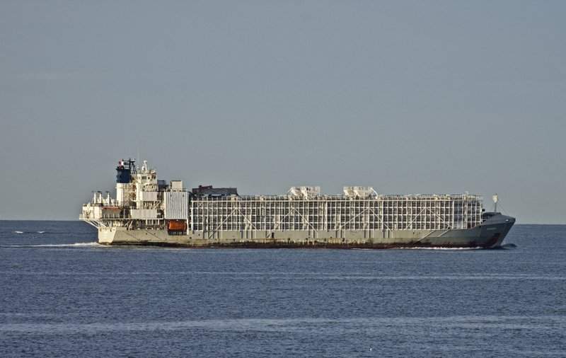 FILE - In this April 6, 2019, file photo, the 11,947-ton Gulf Livestock 1 cargo vessel sails through Port Phillip Heading into Bass Strait Victoria in Australia. Japan's coast guard ships were back at sea off southern Japanese coast Tuesday, Sept. 8, 2020 looking for the missing ship carrying thousands of cows from New Zealand and 40 remaining crew members, resuming their search operation suspended due to a typhoon after finding two survivors and a body.