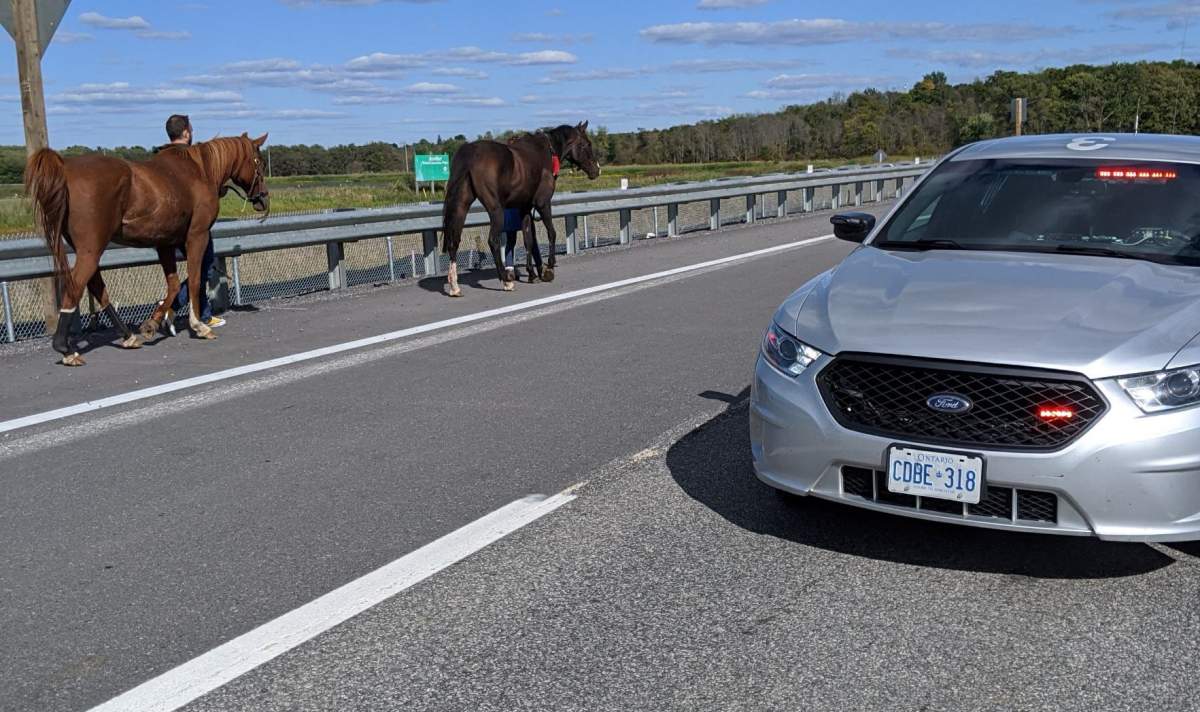 OPP say that two horses were left with minor injuries after the trailer carrying them flipped on Highway 401. 