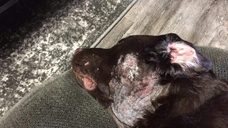 A photo of Donia Strand’s dog, Barney, following the second surgery.