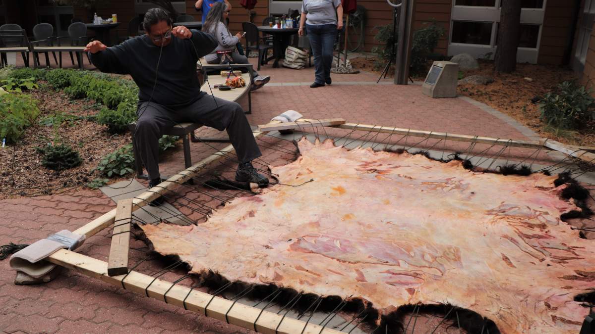 Lorne Kequahtooway pulls on the ropes looped through the edges of the buffalo hide to make it taut before scraping begins