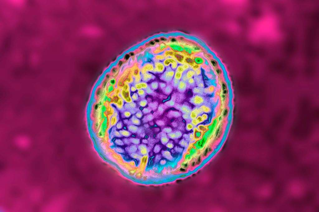 Brucella bacterium responsible for brucellosis or Malta fever. Optical microscope view. 