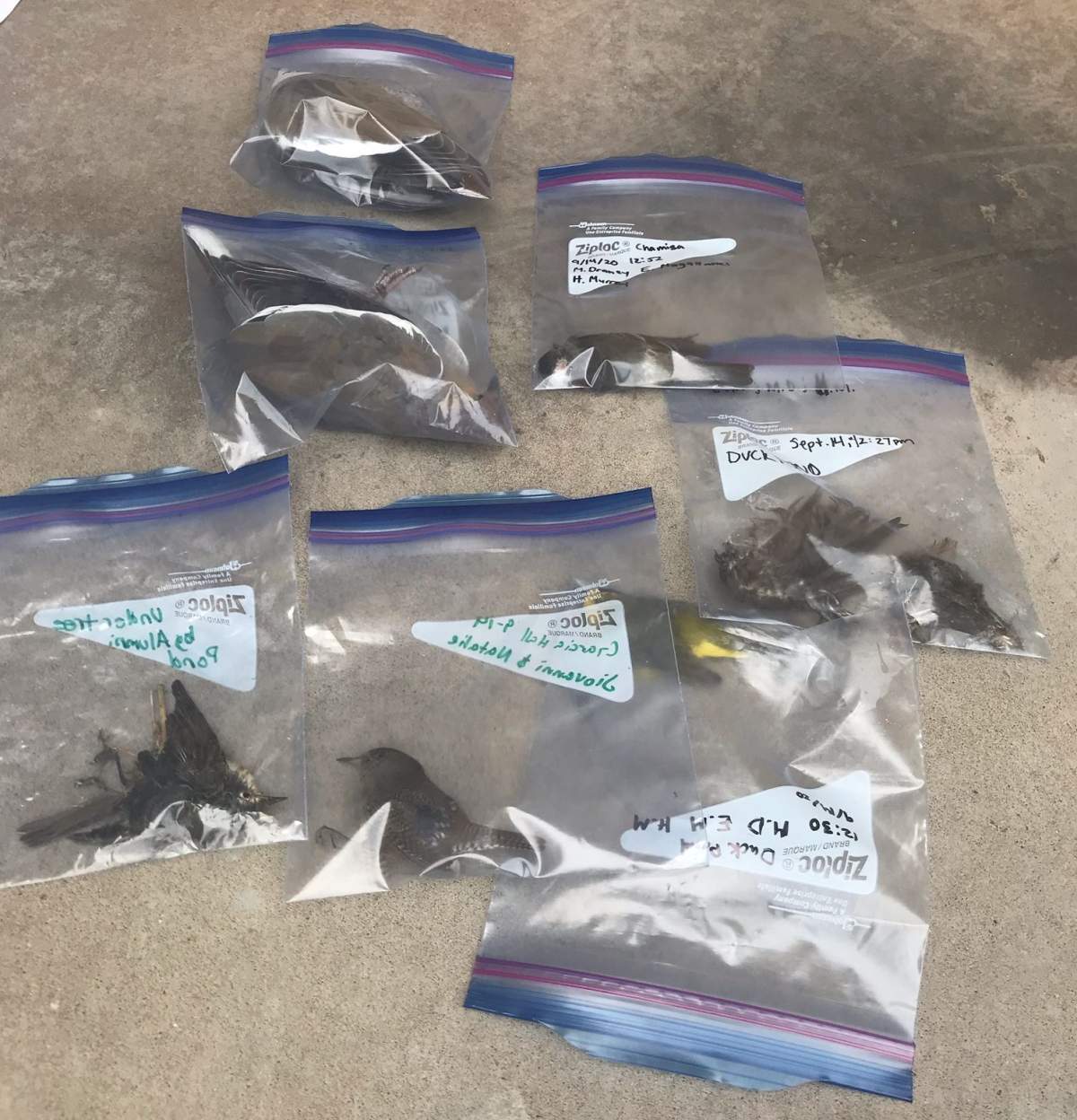 Several bird specimens collected at New Mexico State University are shown on Sept. 14, 2020.
