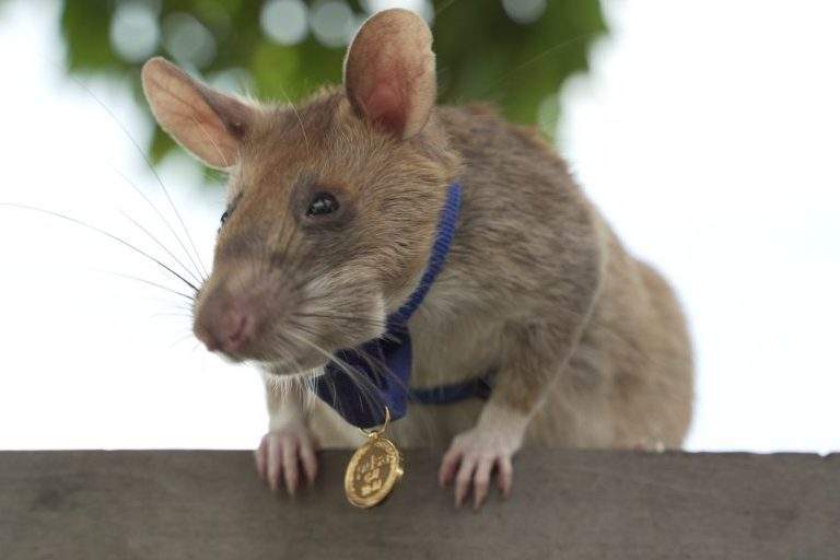Magawa, an African giant pouched rat, is shown with its PDSA gold medal for bravery.