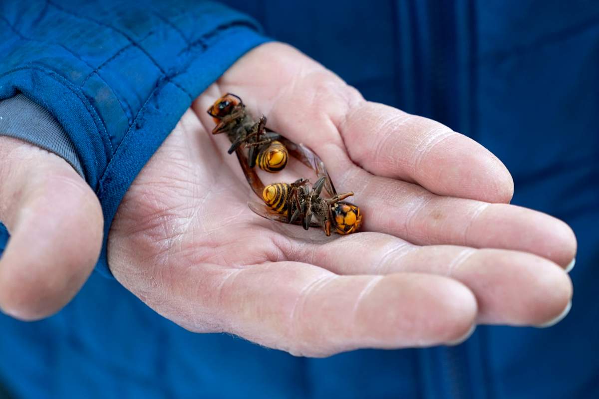 A Washington State Department of Agriculture workers holds two of the dozens of Asian giant hornets vacuumed from a tree Saturday, Oct. 24, 2020, in Blaine, Wash. Scientists in Washington state discovered the first nest earlier in the week of so-called murder hornets in the United States and worked to wipe it out Saturday morning to protect native honeybees.