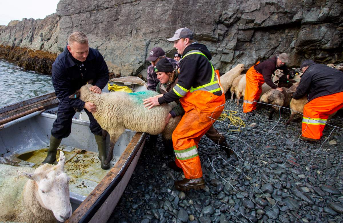 Keith Morry (left to right) and his son Liam load sheep as Julie Hollett and Pat Dorman steady the boat for the sheep’s transfer across the bay from Isle aux Bois to Ferryland, N.L. on Saturday, October 24, 2020. THE CANADIAN PRESS/Paul Daly