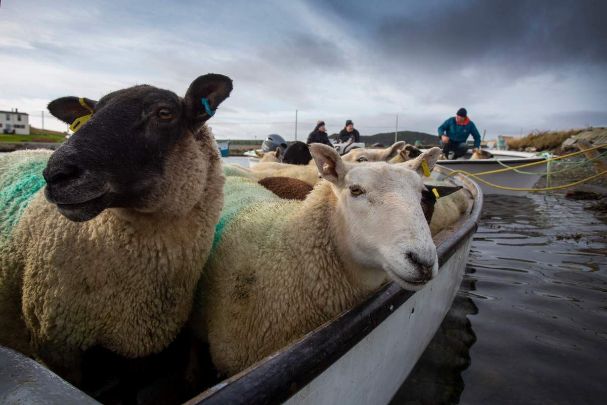 Sheep wait to disembark the small open boat that transferred them from the Isle aux Bois to Ferryland, N.L. on Saturday, October 24, 2020.  The Morry family let their sheep roam the small uninhabited island off Ferryland during the summer.  THE CANADIAN PRESS/Paul Daly.