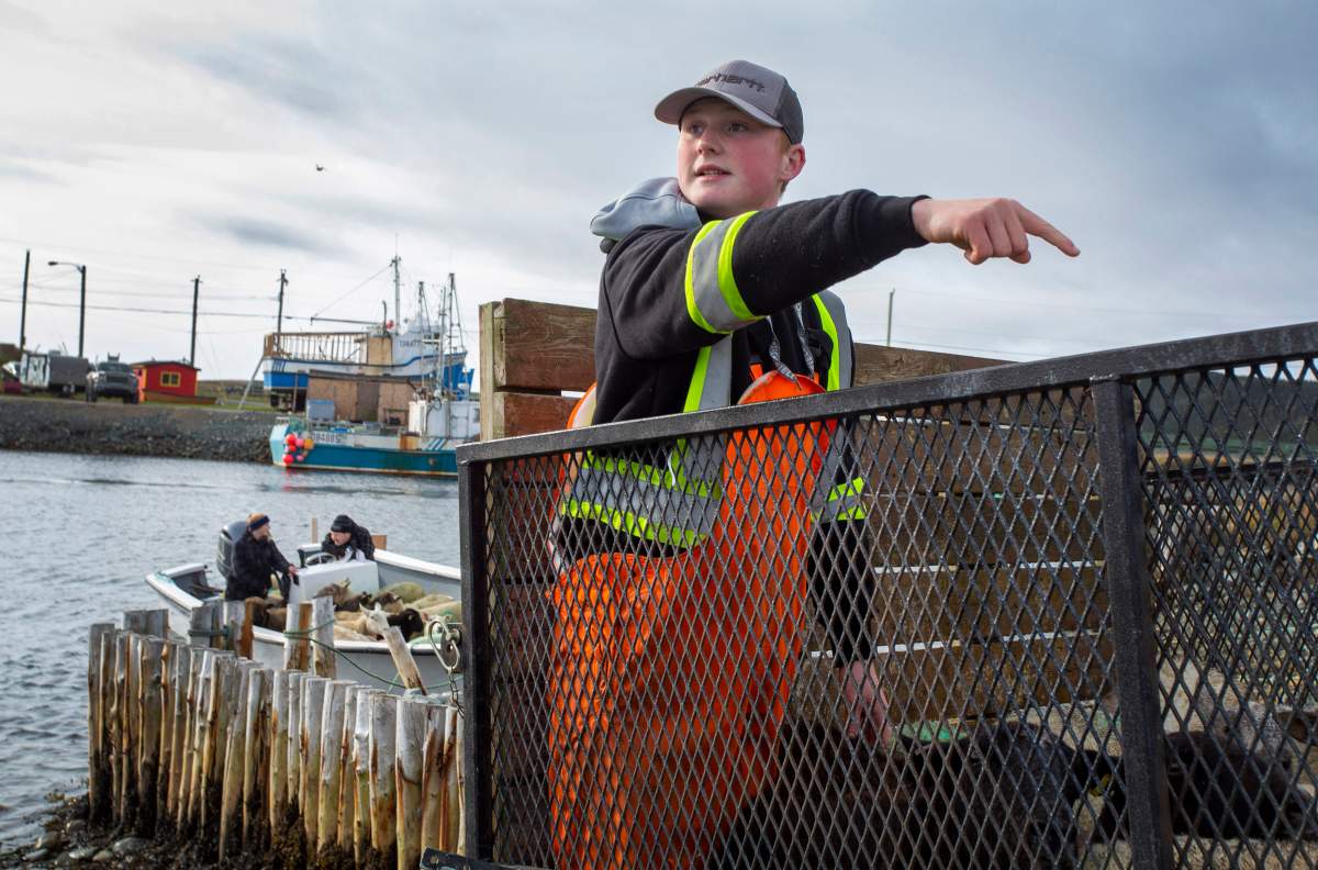 Liam Morry, 18, oversees the transfer of sheep to a waiting trailer at Ferryland, N.L. on Saturday, October 24, 2020. The Morry family let their sheep roam on Isle aux Bois, a small uninhabited island off of Ferryland, N.L. during the summer. THE CANADIAN PRESS/Paul Daly