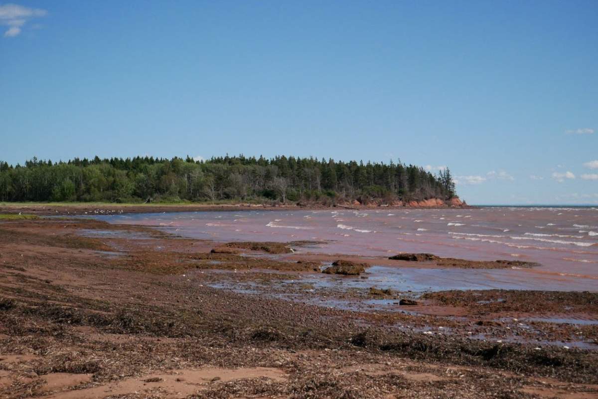 The Nature Conservancy of Canada says 58-hectare land on Ephraim Island that's connected to mainland New Brunswick, has been donated to the non-profit by a Toronto couple. 