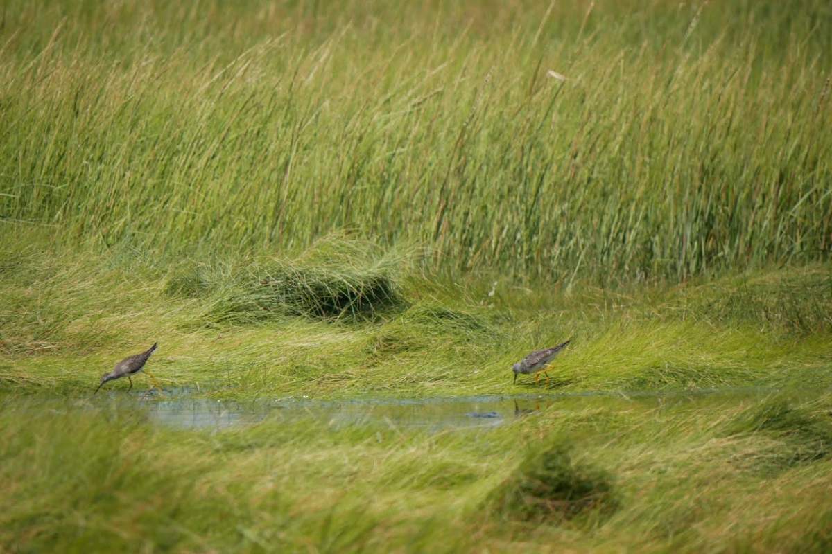Sand pipers are seen on Ephraim Island\’s wetlands. They are just one of the bird species that rely on the coastline habitat.