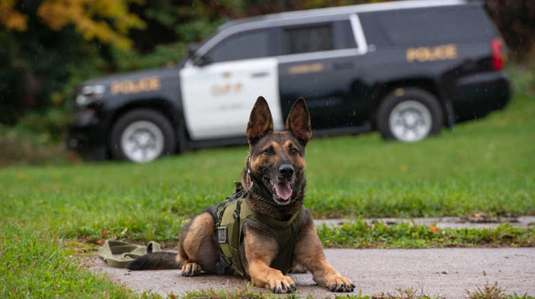 Essex County OPP K9 Maximus is celebrating his 100th capture with OPP