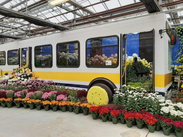 The city, for the second straight year, will offer free admission to Hamilton's Mum Show at Gage Park.