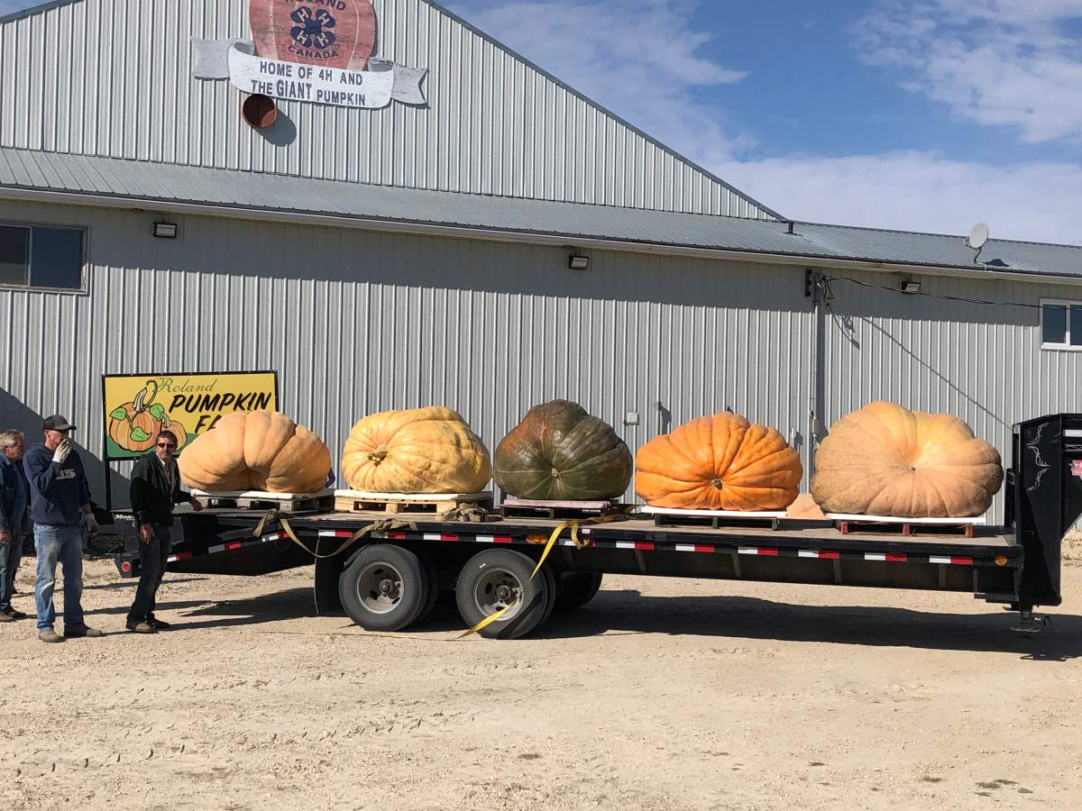 Pumpkins pictured from Chris Okells cancer research fundraiser.