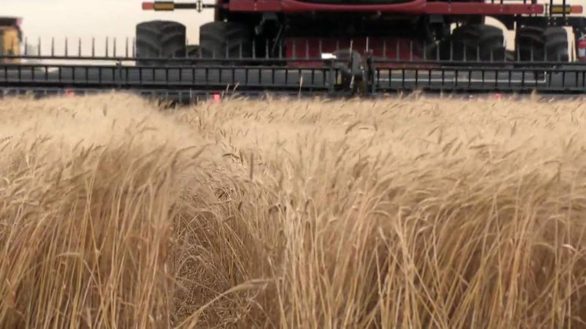 Progress on the harvest in Saskatchewan comes as a report from Statistics Canada paints a picture on estimated field yields.